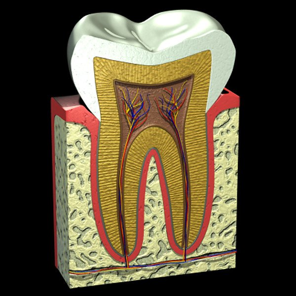 Kết cấu của răng và hệ thống quanh răng vô cùng rắn chắc